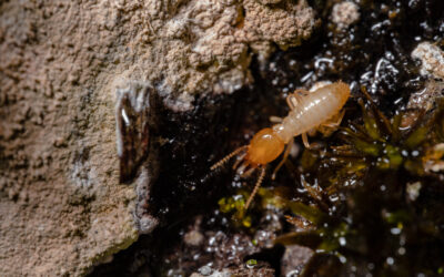 Fuites causées par les termites
